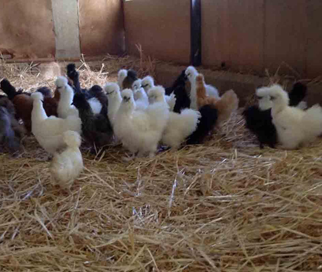 Aviculture Rosnay-l'Hôpital
