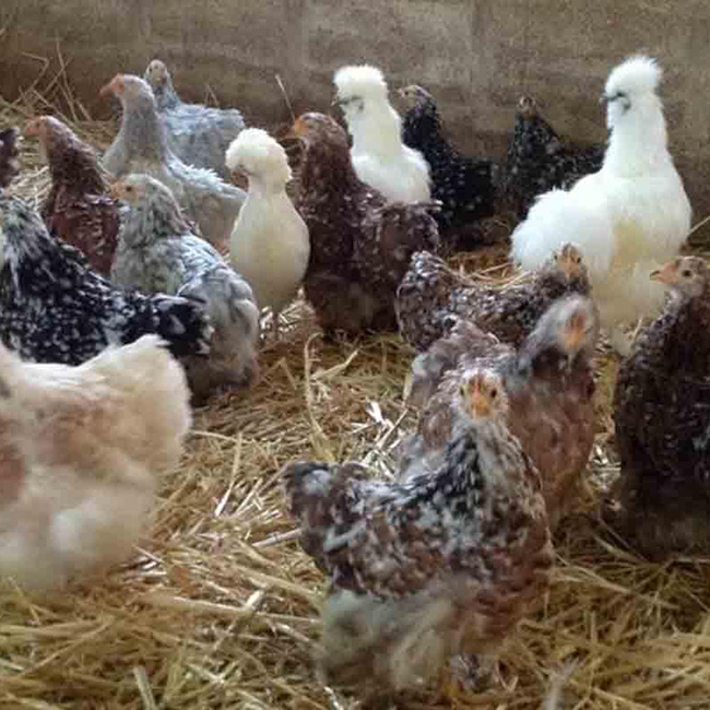 Aviculture Troyes