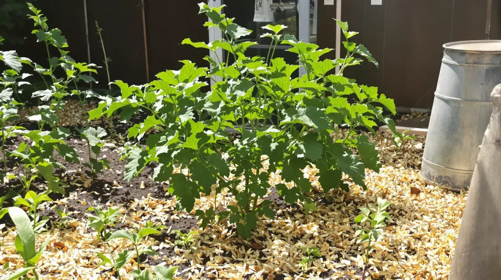 Combien de plants de courgettes planter pour une famille afin d'éviter la surproduction ?